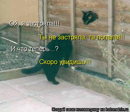 Ой, я застряла!!! Ты не застряла, та попала!!! И что теперь...? Скоро увидишь!!!... Котоматрица: Ой, я застряла!!! Ты не застряла, та попала!!! И что теперь...? Скоро увидишь!!!