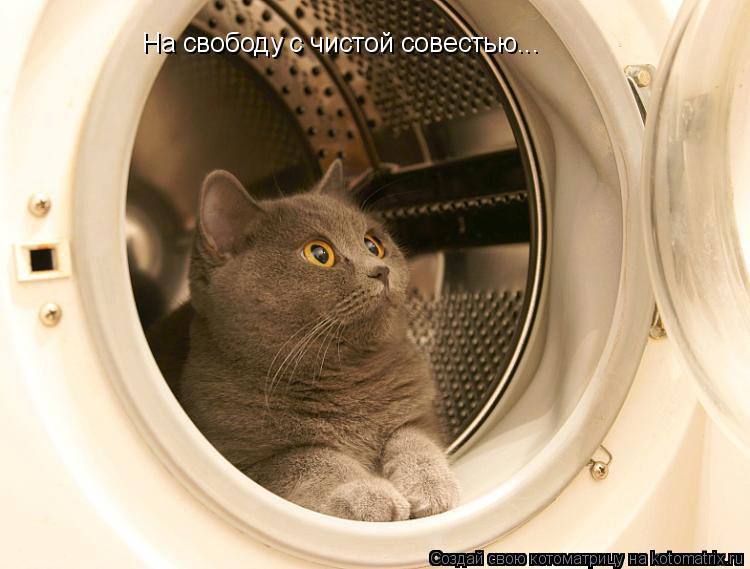 На свободу с чистой совестью...... Котоматрица: На свободу с чистой совестью...