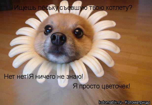 Ищешь пёську съевшую твою котлету? Нет нет!Я ничего не знаю! Я просто цветочек!... Котоматрица: Ищешь пёську съевшую твою котлету? Нет нет!Я ничего не знаю! Я просто цветочек!