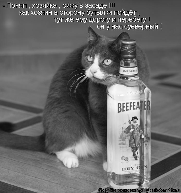 - Понял , хозяйка , сижу в засаде !!! как хозяин в сторону бутылки пойдёт , тут же ему дорогу и пере... Котоматрица: - Понял , хозяйка , сижу в засаде !!! как хозяин в сторону бутылки пойдёт , тут же ему дорогу и перебегу ! он у нас суеверный !