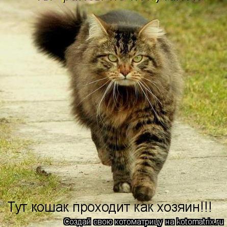 Тут кошак проходит как хозяин!!!... Котоматрица: Тут кошак проходит как хозяин!!!