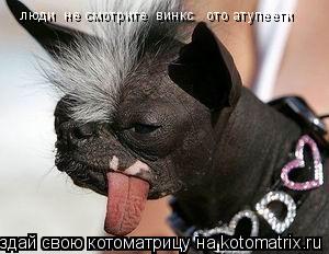 люди не смотрите винкс ото атупеети... Котоматрица: люди не смотрите винкс ото атупеети