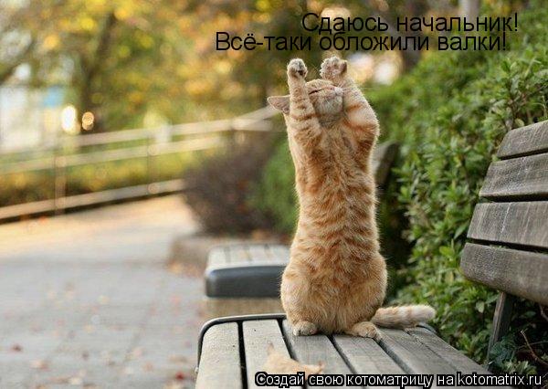 Сдаюсь начальник! Сдаюсь начальник! Всё-таки обложили валки!... Котоматрица: Сдаюсь начальник! Сдаюсь начальник! Всё-таки обложили валки!