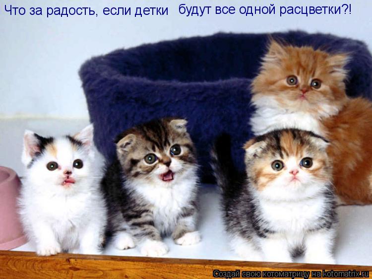 Что за радость, если детки будут все одной расцветки?!... Котоматрица: Что за радость, если детки будут все одной расцветки?!