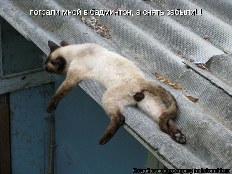 пограли мной в бадминтон, а снять забыли!!!... Котоматрица: пограли мной в бадминтон, а снять забыли!!!