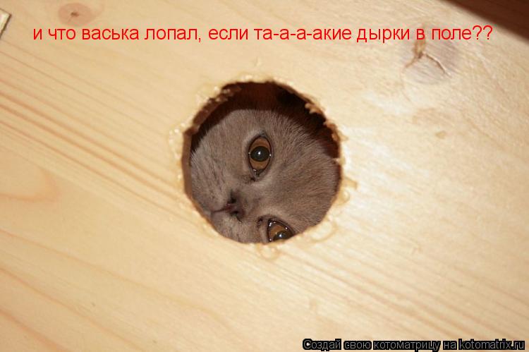 и что васька лопал, если та-а-а-акие дырки в поле??... Котоматрица: и что васька лопал, если та-а-а-акие дырки в поле??