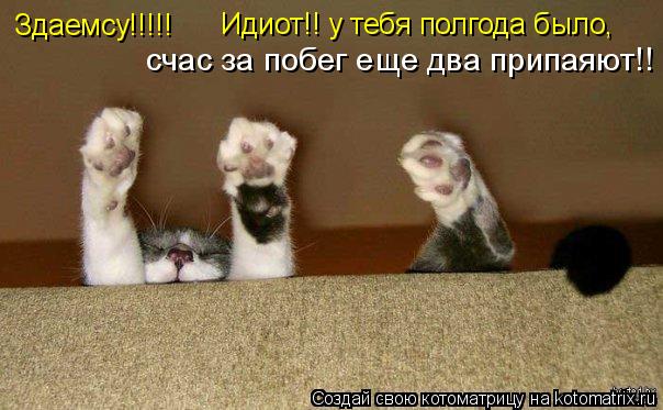 Здаемсу!!!!! Идиот!! у тебя полгода было, счас за побег еще два припаяют!!... Котоматрица: Здаемсу!!!!! Идиот!! у тебя полгода было, счас за побег еще два припаяют!!