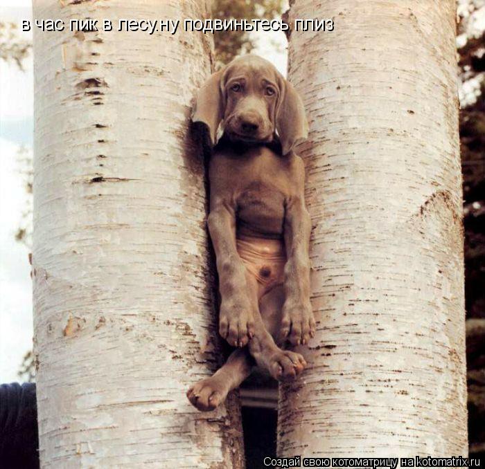 в час пик в лесу.ну подвиньтесь плиз... Котоматрица: в час пик в лесу.ну подвиньтесь плиз