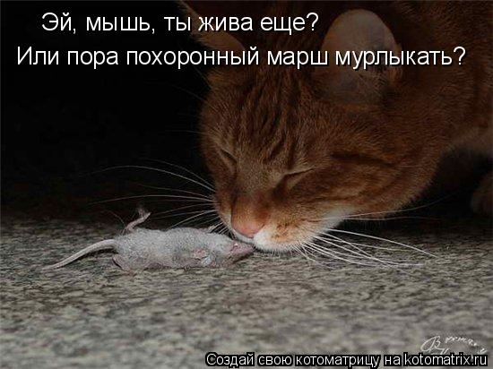 Котоматрица: Эй, мышь, ты жива еще? Или пора похоронный марш мурлыкать?