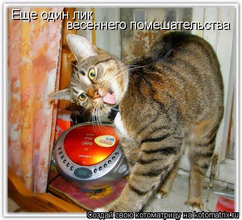 Еще один лик весеннего помешательства... Котоматрица: Еще один лик весеннего помешательства