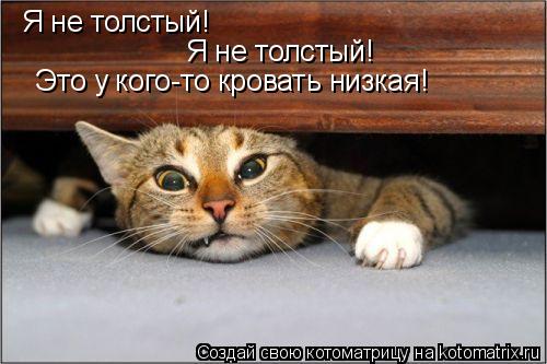 Я не толстый! Я не толстый! Это у кого-то кровать низкая!... Котоматрица: Я не толстый! Я не толстый! Это у кого-то кровать низкая!