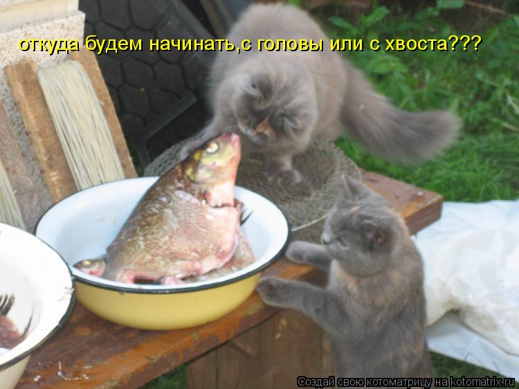 откуда будем начинать,с головы или с хвоста???... Котоматрица: откуда будем начинать,с головы или с хвоста???