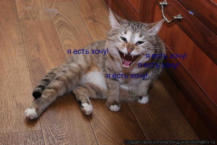 я есть хочу! я есть хочу! я есть хочу! я есть хочу!... Котоматрица: я есть хочу! я есть хочу! я есть хочу! я есть хочу!