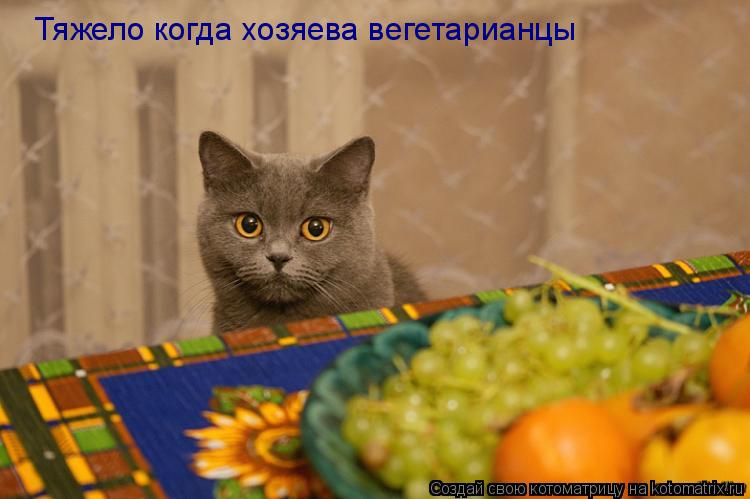 Тяжело когда хозяева вегетарианцы... Котоматрица: Тяжело когда хозяева вегетарианцы