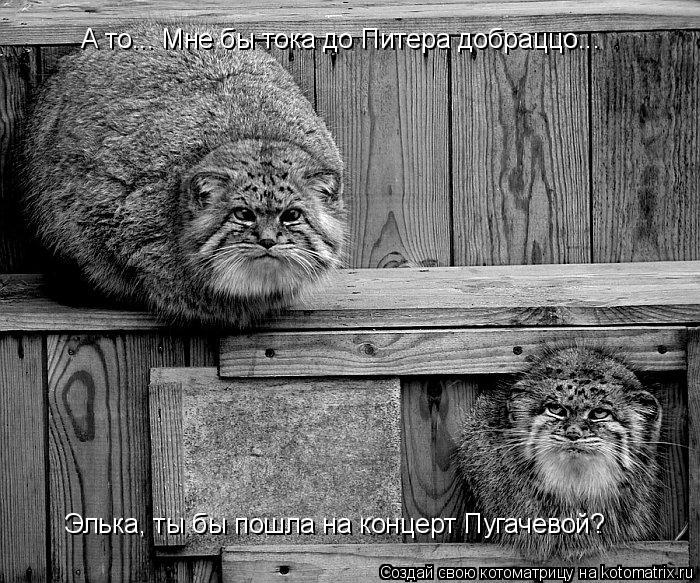 Элька, ты бы пошла на концерт Пугачевой? А то... Мне бы тока до Питера добраццо...... Котоматрица: Элька, ты бы пошла на концерт Пугачевой? А то... Мне бы тока до Питера добраццо...