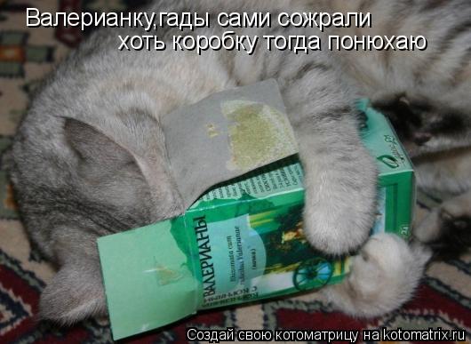 Валерианку,гады сами сожрали хоть коробку тогда понюхаю... Котоматрица: Валерианку,гады сами сожрали хоть коробку тогда понюхаю