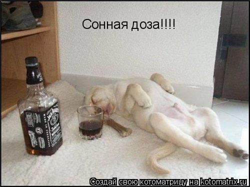 Сонная доза!!!!... Котоматрица: Сонная доза!!!!