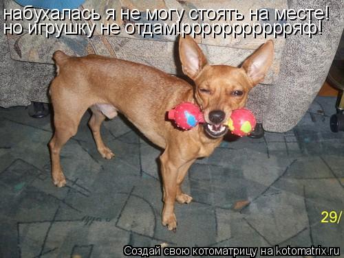 набухалась я не могу стоять на месте! но игрушку не отдам!ррррррррррряф!... Котоматрица: набухалась я не могу стоять на месте! но игрушку не отдам!ррррррррррряф!