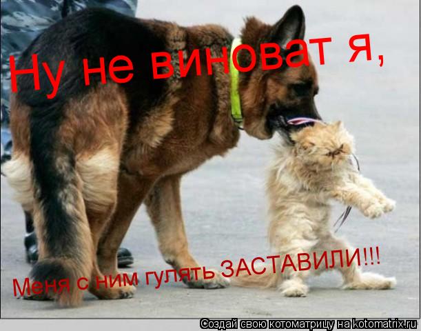 Котоматрица: Ну не виноват я,    Меня с ним гулять ЗАСТАВИЛИ!!!