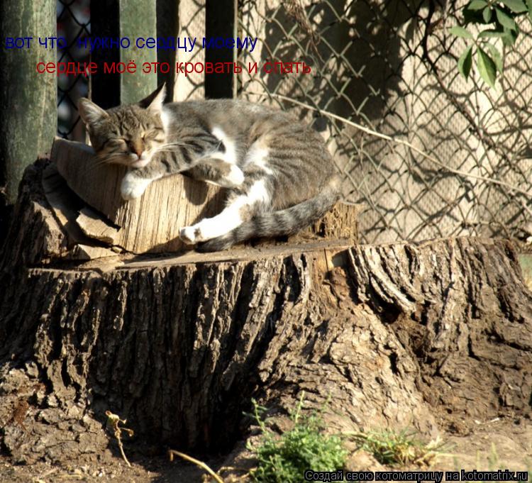 вот что нужно сердцу моему сердце моё это кровать и спать... Котоматрица: вот что нужно сердцу моему сердце моё это кровать и спать
