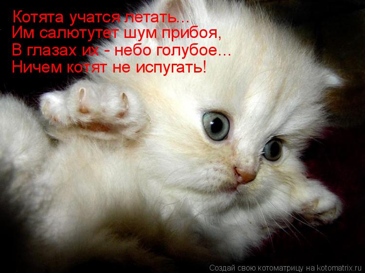 Котята учатся летать... Им салютутет шум прибоя, В глазах их - небо голубое... Ничем котят не испугат... Котоматрица: Котята учатся летать... Им салютутет шум прибоя, В глазах их - небо голубое... Ничем котят не испугать!