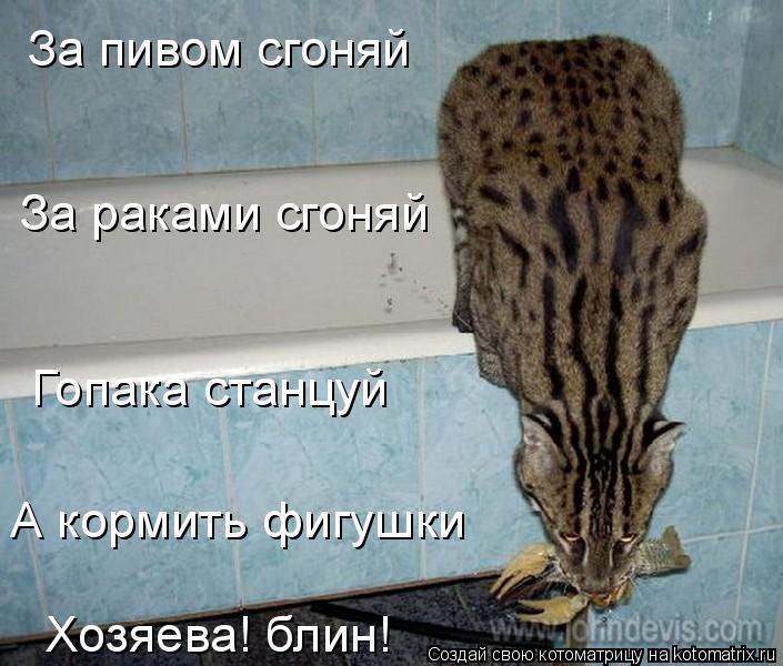 За пивом сгоняй За раками сгоняй Гопака станцуй А кормить фигушки Хозяева! блин!... Котоматрица: За пивом сгоняй За раками сгоняй Гопака станцуй А кормить фигушки Хозяева! блин!