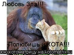 Любовь Зла!!! Полюбишь и КОТА!!!... Котоматрица: Любовь Зла!!! Полюбишь и КОТА!!!