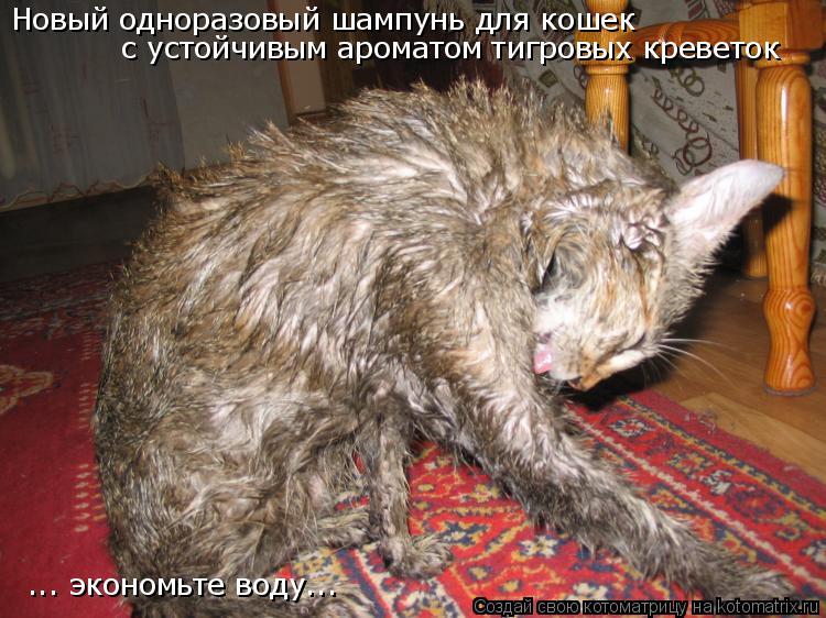 Новый одноразовый шампунь для кошек с устойчивым ароматом тигровых креветок ... экономьте воду...... Котоматрица: Новый одноразовый шампунь для кошек с устойчивым ароматом тигровых креветок ... экономьте воду...