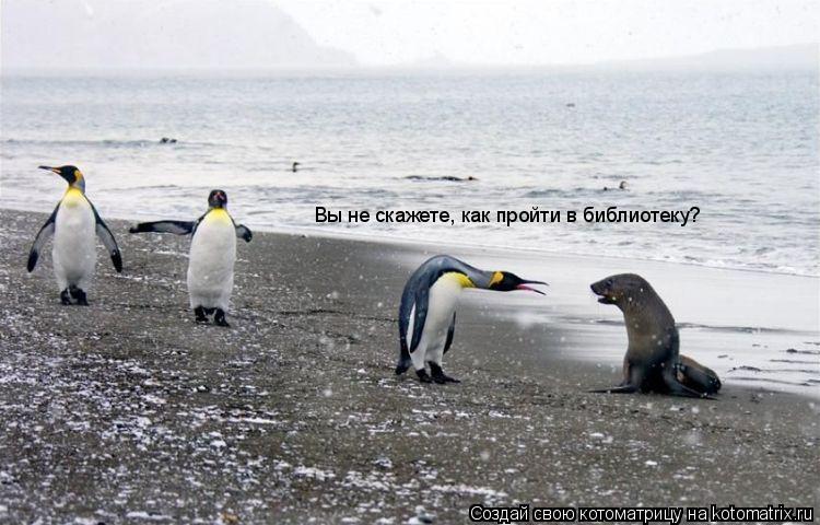 Вы не скажете, как пройти в библиотеку?... Котоматрица: Вы не скажете, как пройти в библиотеку?