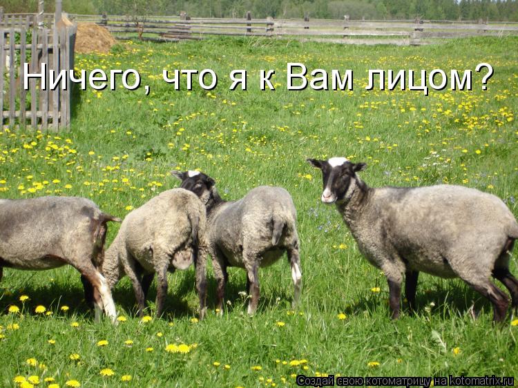 Ничего, что я к Вам лицом?... Котоматрица: Ничего, что я к Вам лицом?