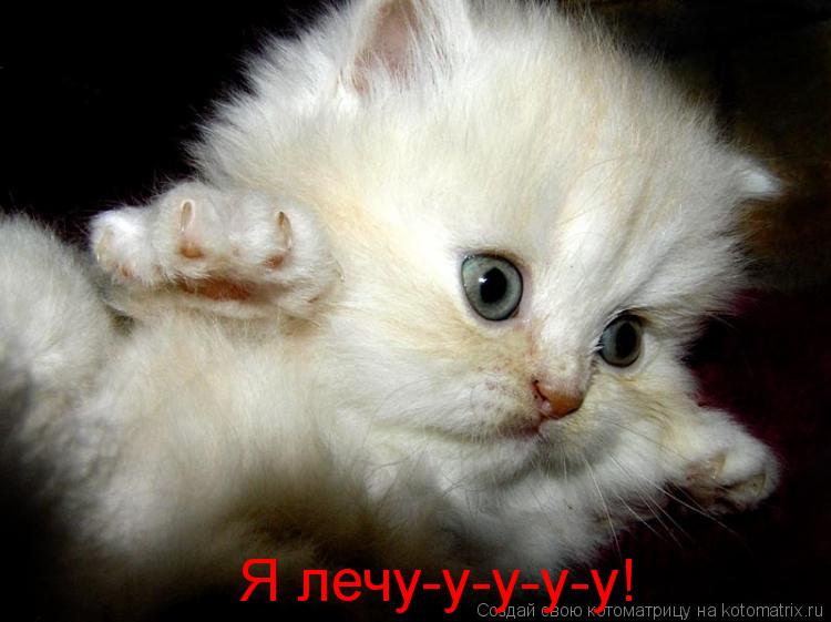 Я лечу-у-у-у-у!... Котоматрица: Я лечу-у-у-у-у!