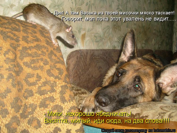 - Дик! А там Васька из твоей мисочки мяско таскает! Говорит, мол пока этот увалень не видит..... - Ми... Котоматрица: - Дик! А там Васька из твоей мисочки мяско таскает! Говорит, мол пока этот увалень не видит..... - Мики, нехорошо ябедничать! Васятка, милый, иди