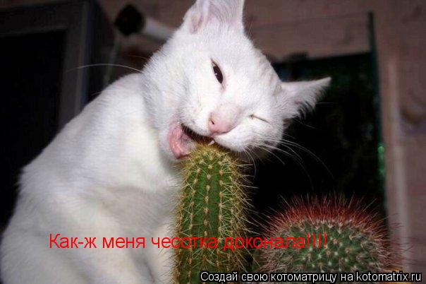 Как-ж меня чесотка доконала!!!!... Котоматрица: Как-ж меня чесотка доконала!!!!