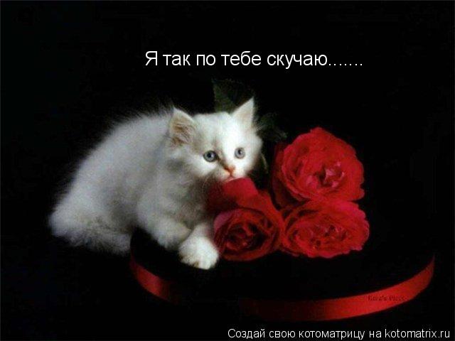 Я так по тебе скучаю.......... Котоматрица: Я так по тебе скучаю.......
