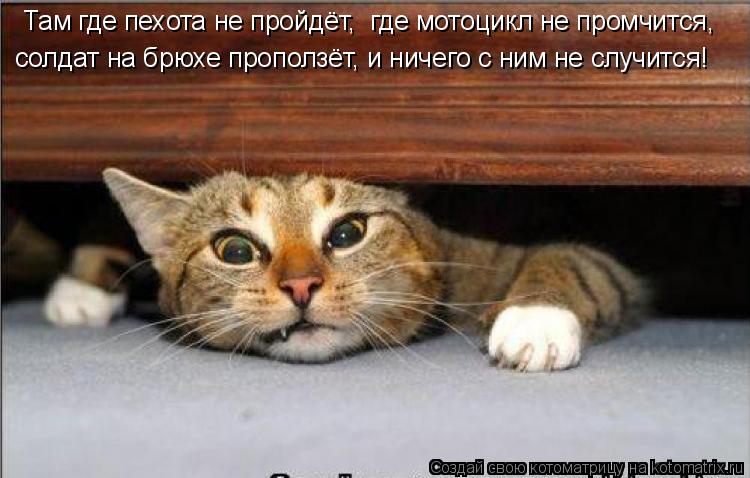 Там где пехота не пройдёт, где мотоцикл не промчится, солдат на брюхе проползёт, и ничего с ним не ... Котоматрица: Там где пехота не пройдёт, где мотоцикл не промчится, солдат на брюхе проползёт, и ничего с ним не случится!