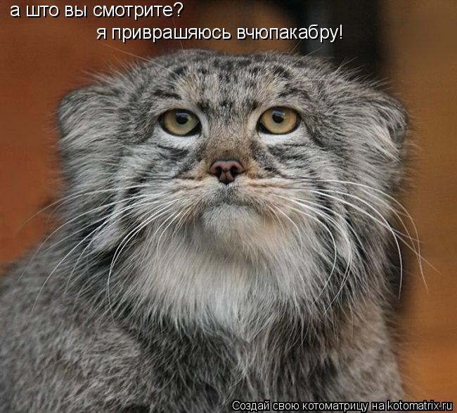 а што вы смотрите? я приврашяюсь вчюпакабру!... Котоматрица: а што вы смотрите? я приврашяюсь вчюпакабру!