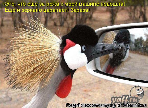-Это, что еще за рожа к моей машине подошла! Еще и зеркало царапает! Зараза!... Котоматрица: -Это, что еще за рожа к моей машине подошла! Еще и зеркало царапает! Зараза!