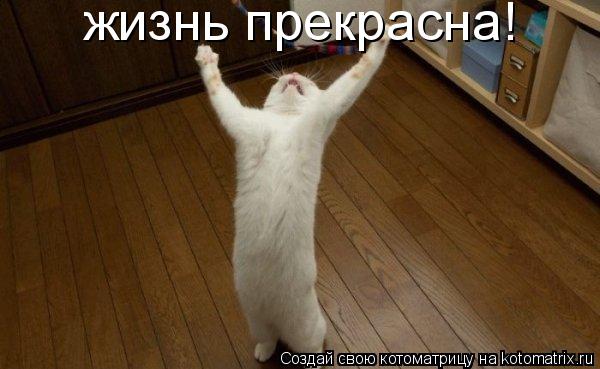 жизнь прекрасна!... Котоматрица: жизнь прекрасна!