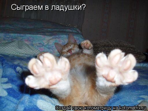 Сыграем в ладушки?... Котоматрица: Сыграем в ладушки?