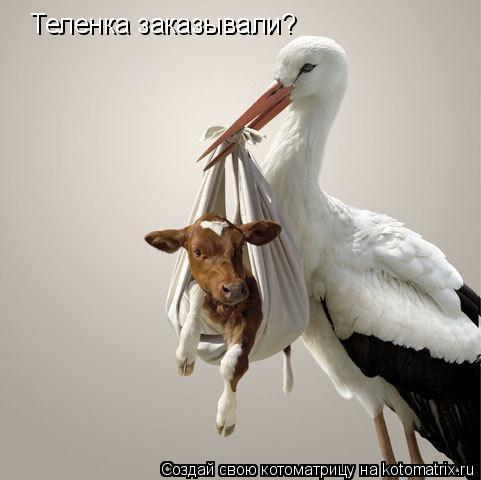 Теленка заказывали?... Котоматрица: Теленка заказывали?