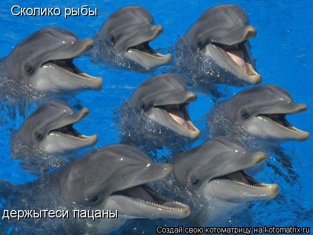 Сколико рыбы держытеси пацаны .... Котоматрица: Сколико рыбы держытеси пацаны .