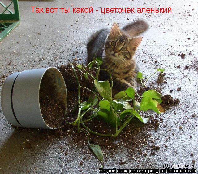 Так вот ты какой - цветочек аленький.... Котоматрица: Так вот ты какой - цветочек аленький.