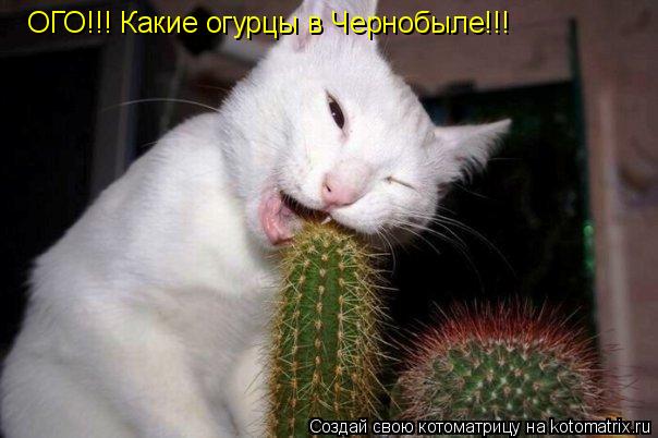 ОГО!!! Какие огурцы в Чернобыле!!!... Котоматрица: ОГО!!! Какие огурцы в Чернобыле!!!