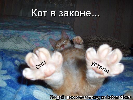они устали Кот в законе...... Котоматрица: они устали Кот в законе...