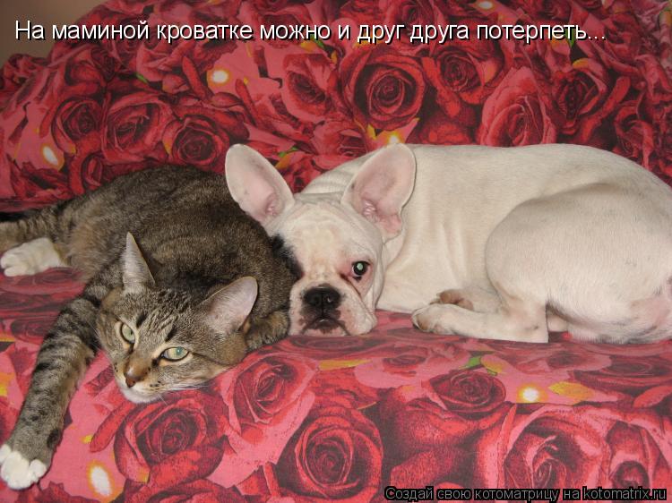 На маминой кроватке можно и друг друга потерпеть...... Котоматрица: На маминой кроватке можно и друг друга потерпеть...