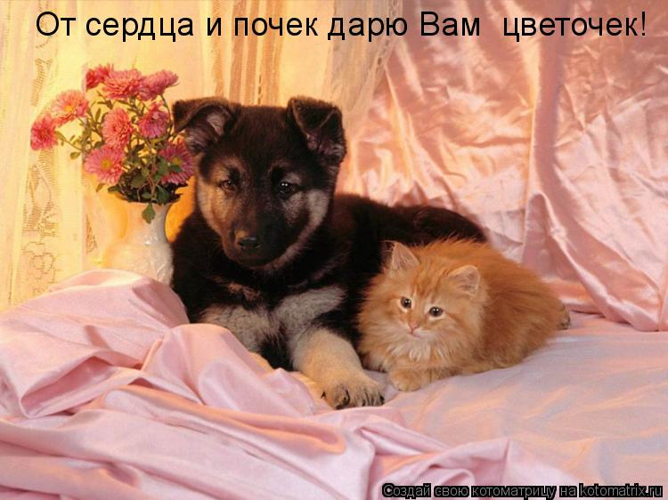 От сердца и почек дарю Вам цветочек!... Котоматрица: От сердца и почек дарю Вам цветочек!