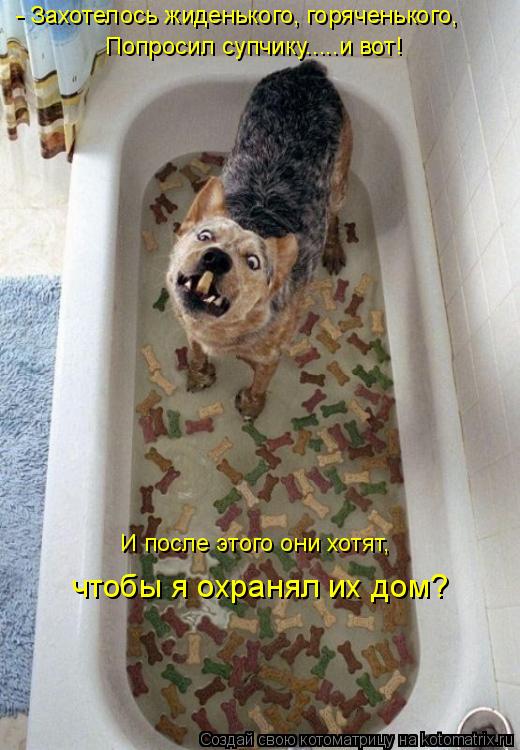 - Захотелось жиденького, горяченького, Попросил супчику.....и вот! И после этого они хотят, чтобы я ... Котоматрица: - Захотелось жиденького, горяченького, Попросил супчику.....и вот! И после этого они хотят, чтобы я охранял их дом?