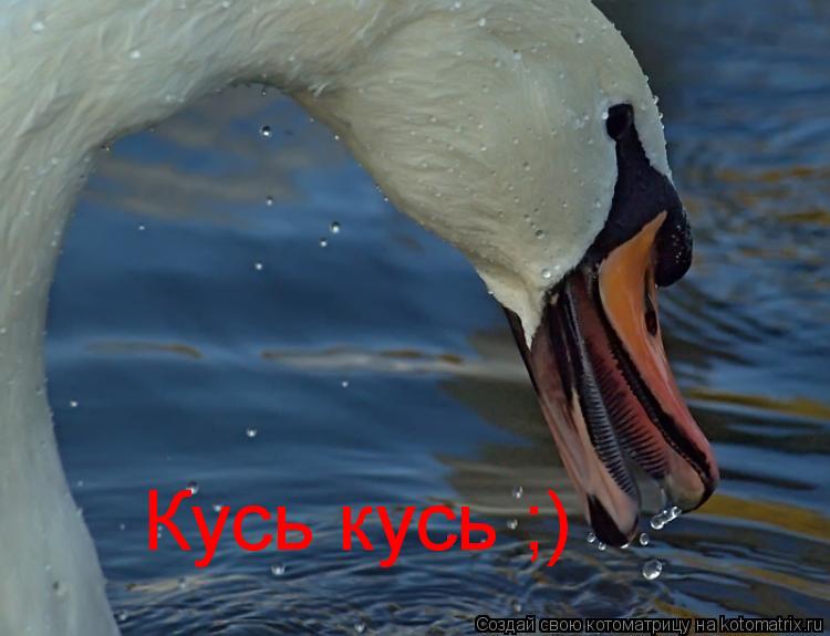 Кусь кусь ;)... Котоматрица: Кусь кусь ;)