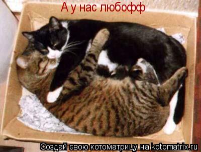 А у нас любофф... Котоматрица: А у нас любофф