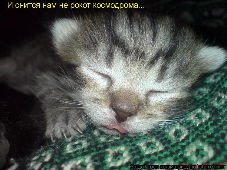 И снится нам не рокот космодрома...... Котоматрица: И снится нам не рокот космодрома...